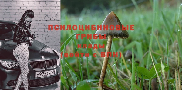 индика Бородино