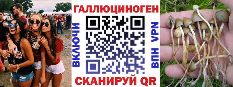 Галлюциногенные грибы Psilocybe  shop наркотические препараты  Александровское 